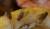 Drosophila sp.